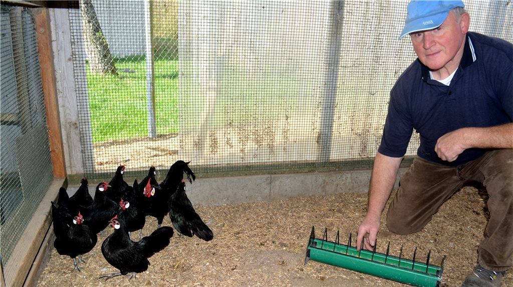 Die Vogelgrippe ist im Landkreis Ludwigsburg angekommen: Herbert Albrecht passt deshalb in Ötisheim auf seine Zwerg-Bantam-Hühner besonders gut auf. Er lässt sie nur ab und zu ins Freie. Fotos: Stahlfeld