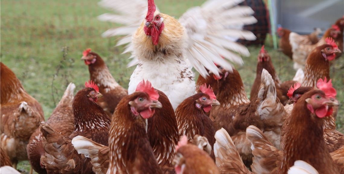 Die Vogelgrippe oder Geflügelpest bedroht auch die Bestände im Enzkreis.Symbolbild: Archiv