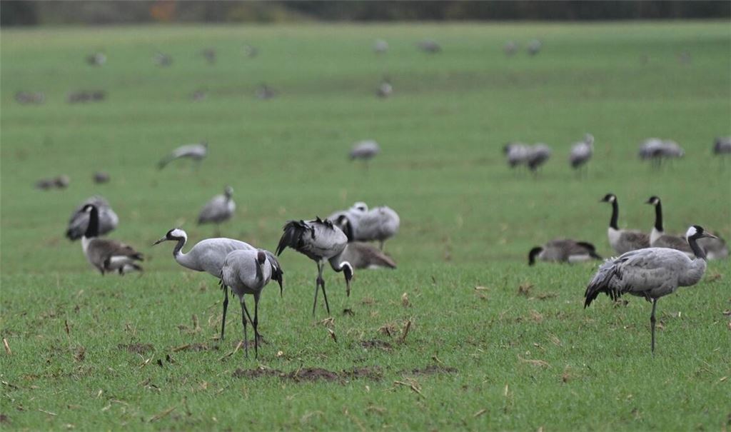 Die Vogelgrippe scheint sich auch in Baden-Württemberg auszubreiten. (Symbolbild)