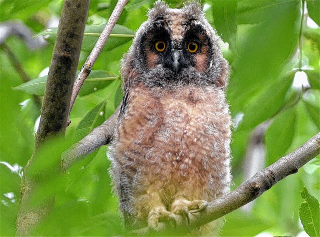 Die Waldohreule hält die Augen offen: Mäuse, Ratten und Vögel wären willkommen.