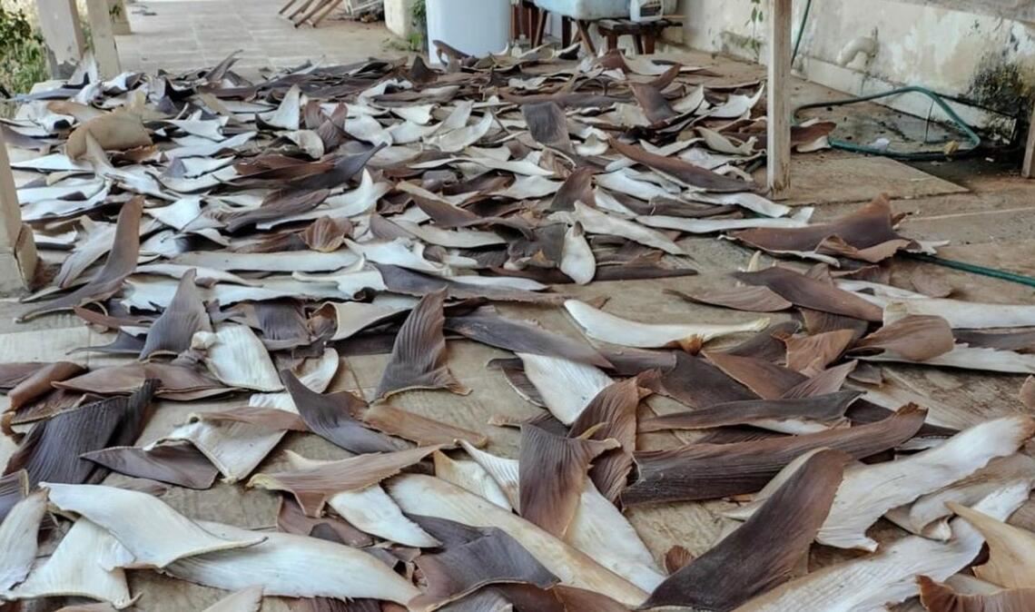 Die Ware gilt als besonders lukrativ.