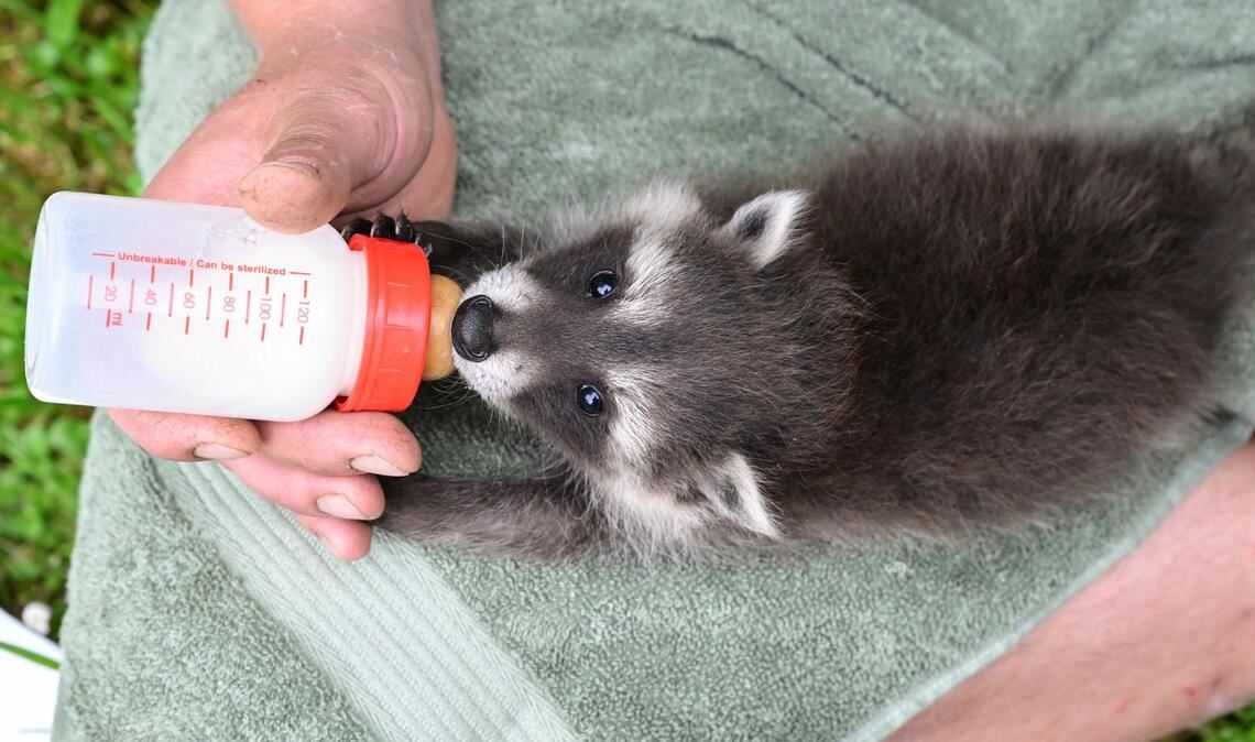 Die Waschbär-Babys werden von Tierpflegern großgezogen.