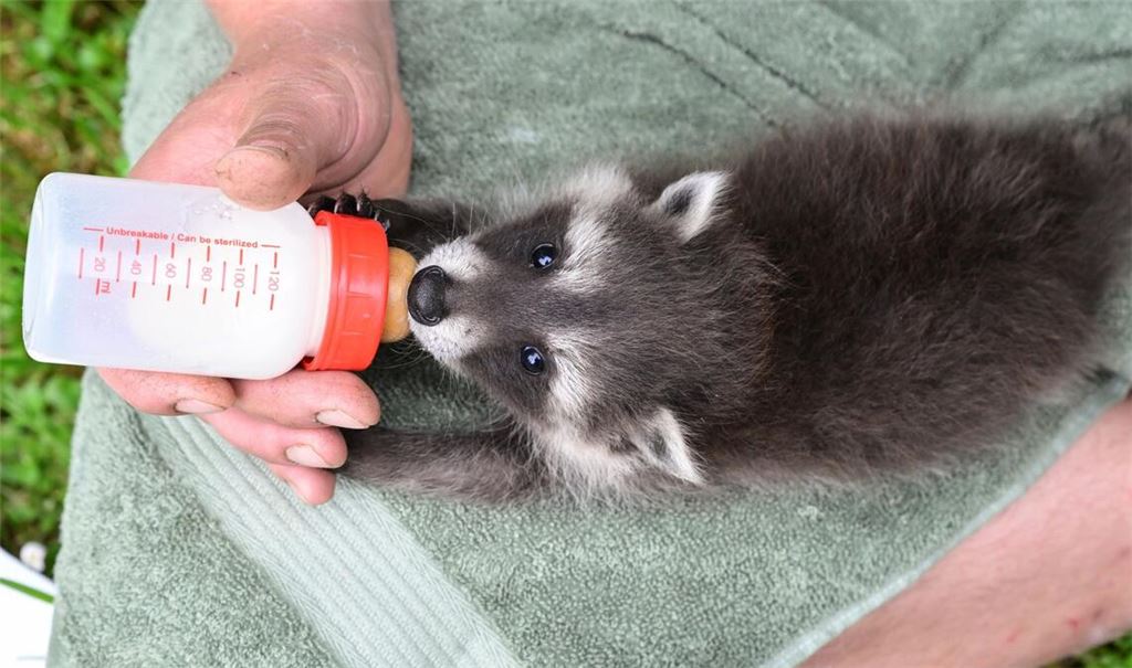 Die Waschbär-Babys werden von Tierpflegern großgezogen.