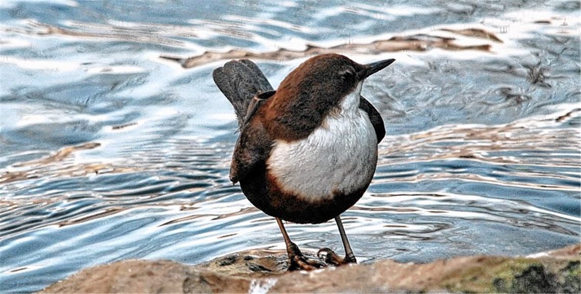 Wasseramsel kann auch tauchen