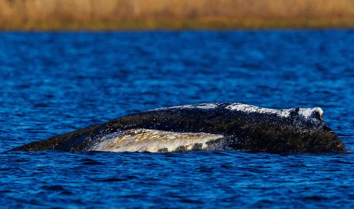 Die Wasserstände in der Wismarer Bucht sinken heute wieder.