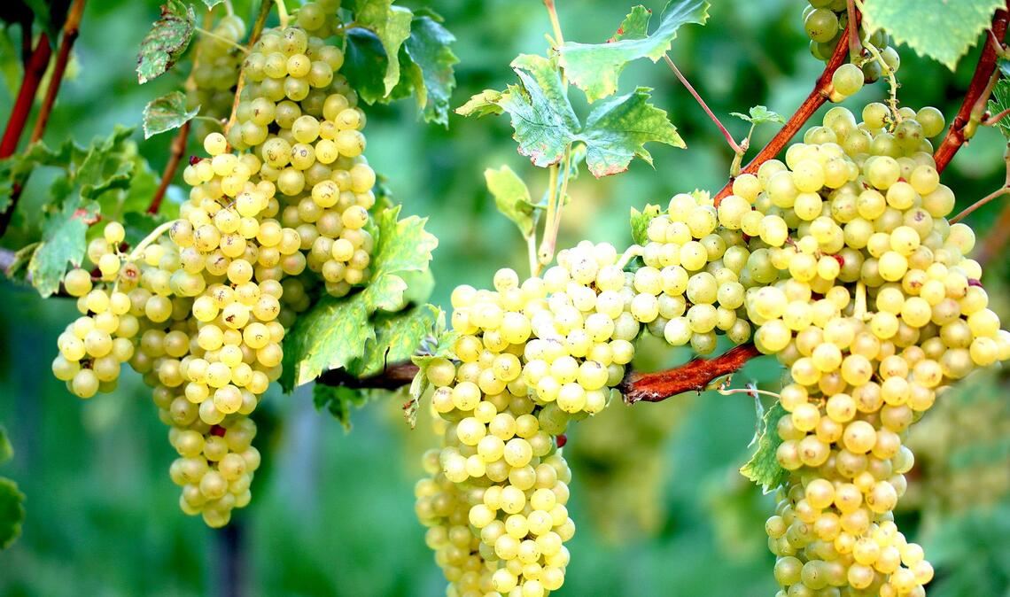 Die Weinernte in Deutschland wird in diesem Herbst so gering ausfallen wie seit Jahren nicht (Symbolfoto).