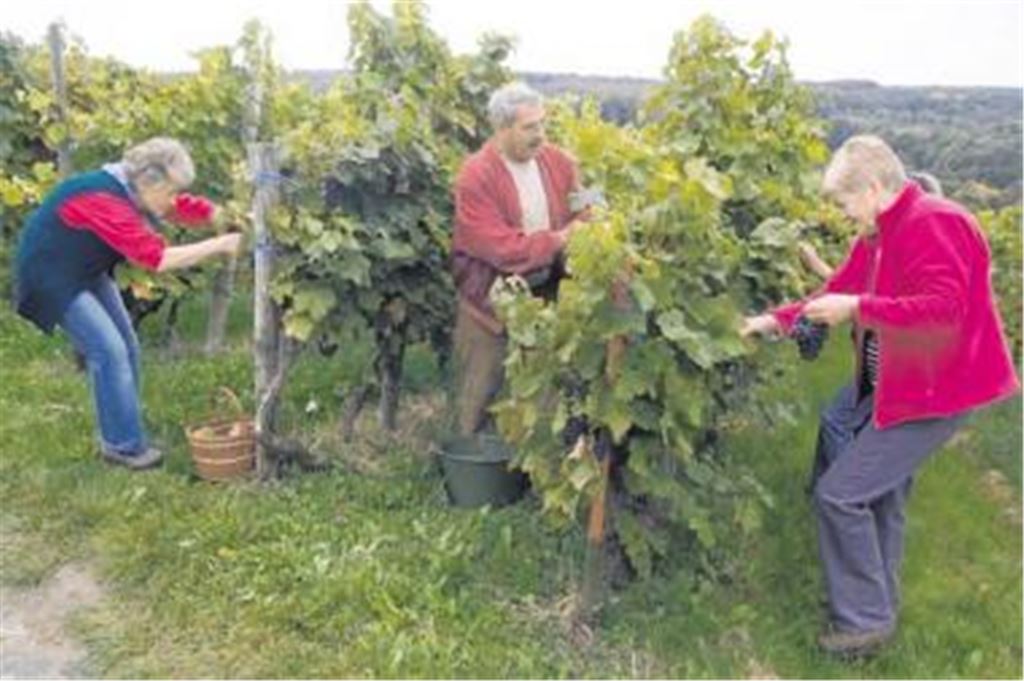 Die Weinlese am Rebhang zwischen Knittlingen und Maulbronn läuft auf Hochtouren. Foto: Fotomoment