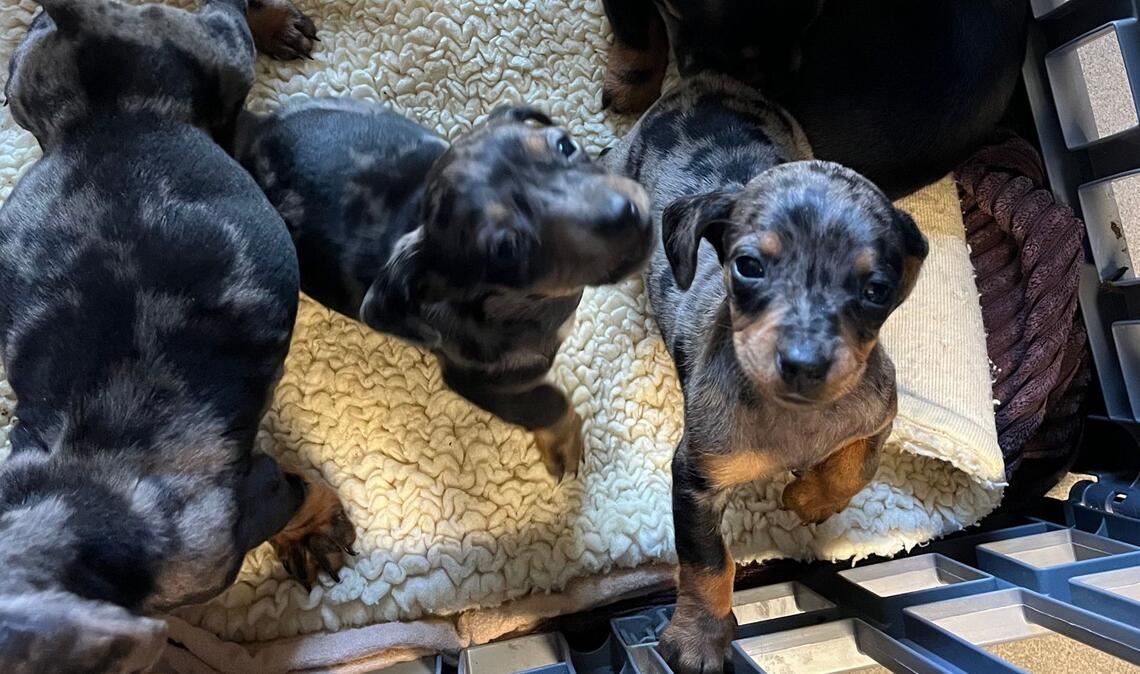 Die Welpen wurden in der Nähe einer Autobahnbrücke über die A6 gefunden.