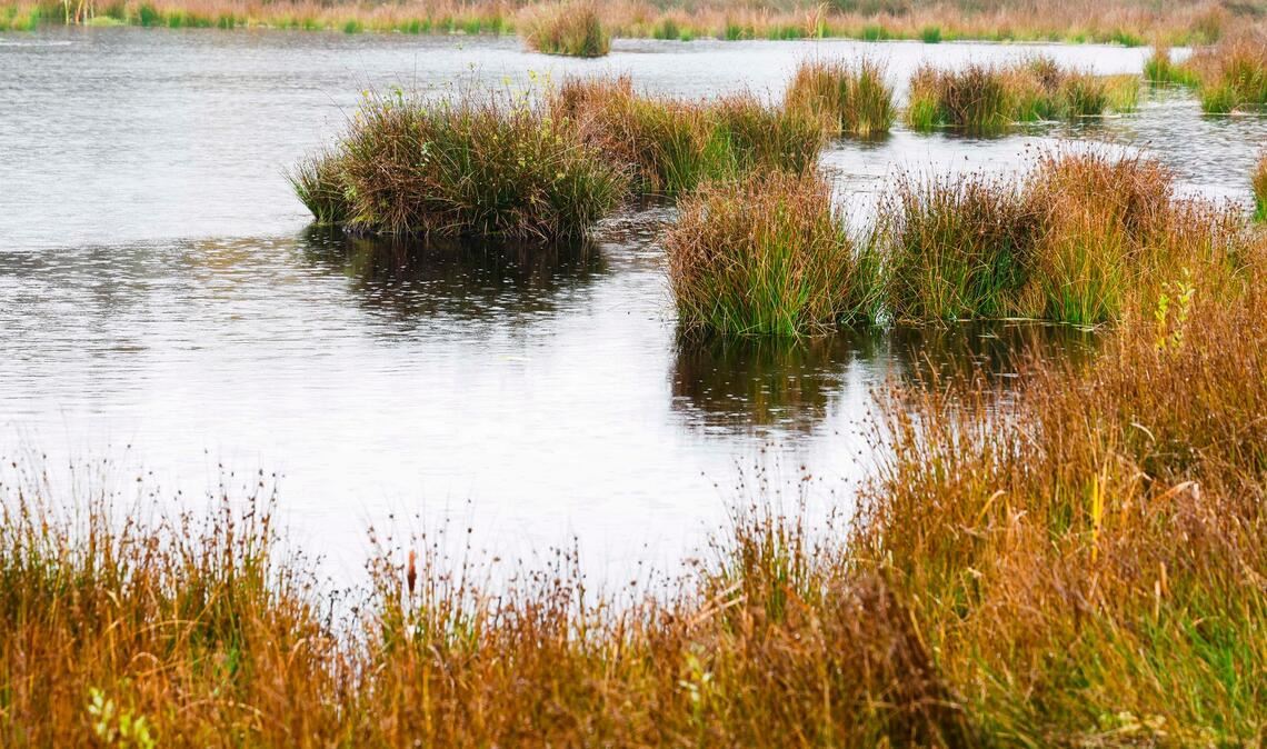 Die Wiedervernässung von Mooren, wie hier in Schleswig-Holstein, soll Treibhausgase im Boden halten. (Archivbild)