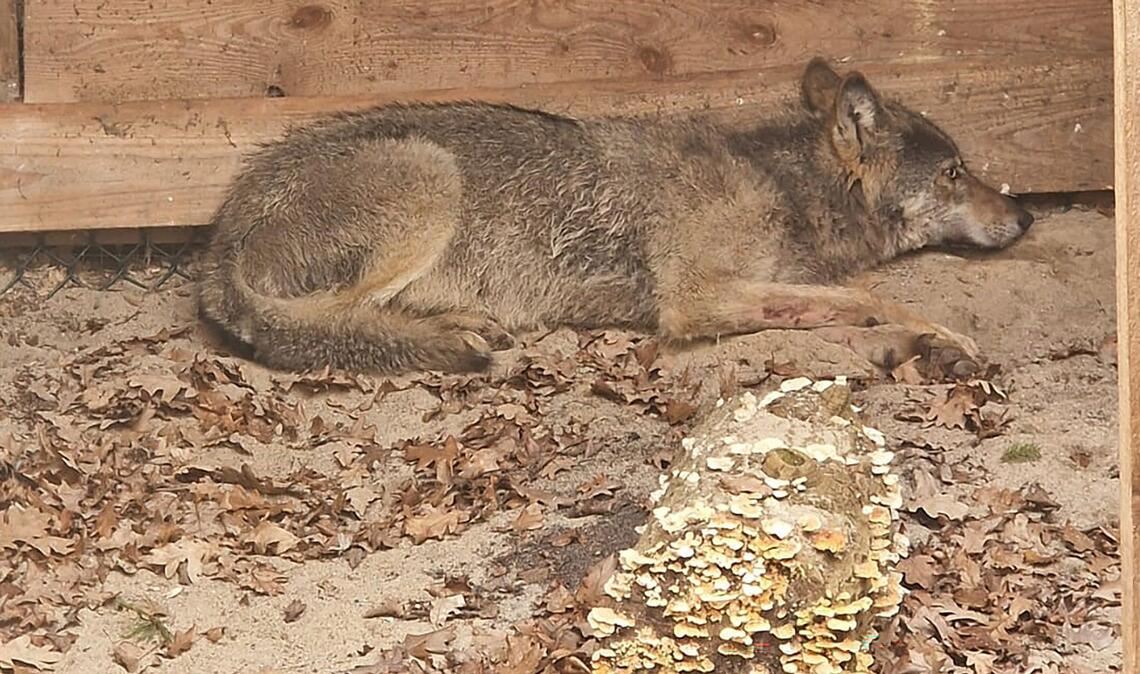 Die Wildtierauffangstation bei Sachsenhagen hat den Wolf aus Hamburg aufgenommen. (Handout)