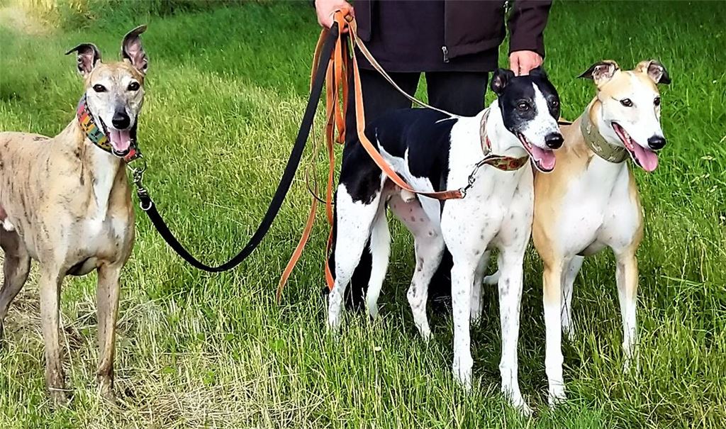 Die Windigen: Diese Bezeichnung ist für Jaffa, Reilly und Cleo (v.li.) alles andere als negativ gemeint, sondern bezieht sich auf die Rasse. Foto: Astrid Bauchrowitz und Stefan Motschmann