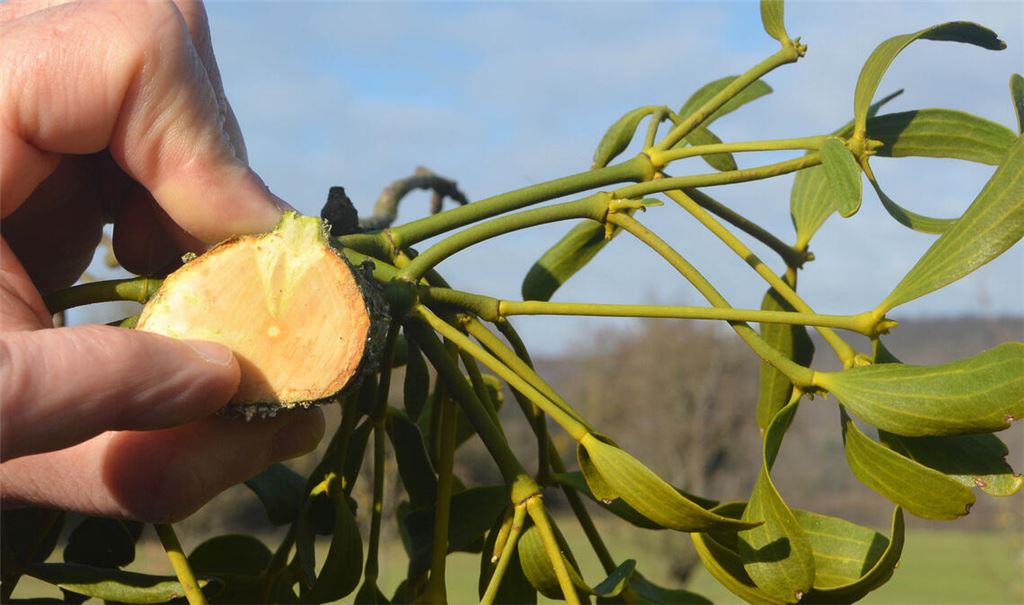 Die Wurzeln der Misteln dringen in die Äste ein und entziehen dem Obstbaum buchstäblich den Saft. Fotos: Stahlfeld