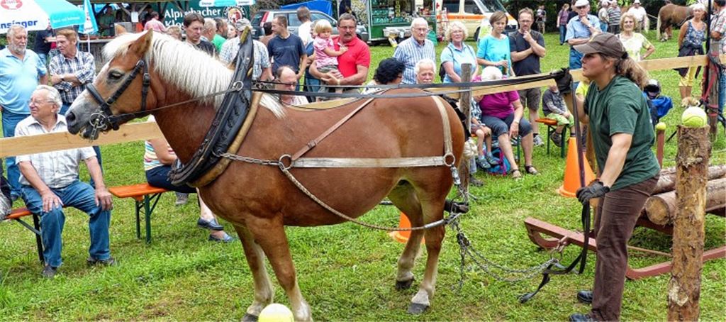 Die Zähmung gelingt bei der Haflingerstute „Igel“ nicht ganz. Sehr zum Ärger von Colette Hein, die bis zum Schluss kämpft.