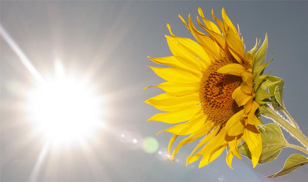 Die Zahl der Hitzetage mit Temperaturen jenseits der 30 Grad nimmt auch in der Region seit Beginn des Jahrtausends ständig zu. Symbolfoto: Archiv