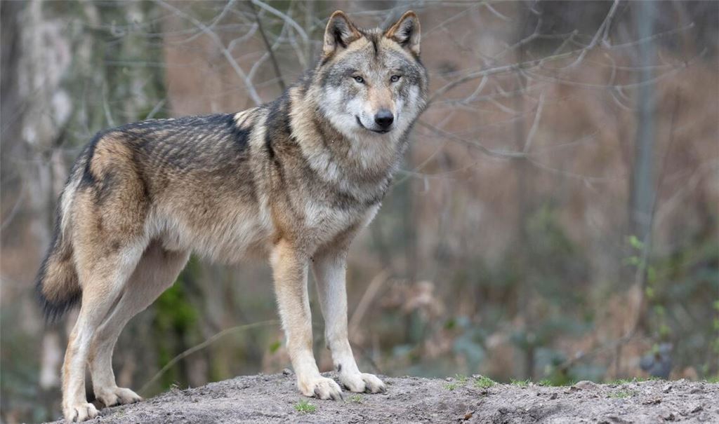 Die Zahl der Wölfe in Europa hat sich binnen zehn Jahren nahezu verdoppelt. (Symbolbild)