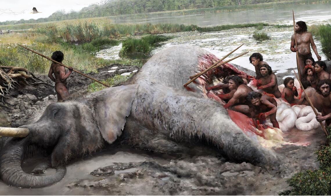 Die Zeichnung illustriert, wie Neandertaler den Elefanten zerlegt haben: Mit Geräten aus Feuerstein brachen sie die dicke Haut auf, um dann Organe und Fleisch herauszulösen. Die Jagd eines solchen Bullen konnte nur als gut organisierte Gruppe gelingen.