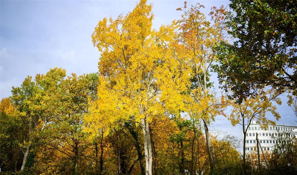 Die Zitterpappel (Populus tremula) - auch Espe oder Aspe genannt -  ist Baum des Jahres 2026.