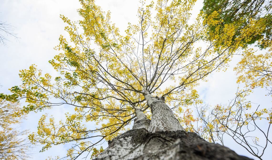 Die Zitterpappel steht für Widerstandskraft, Artenvielfalt sowie Erneuerung.