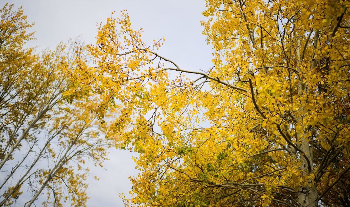 Die Zitterpappel verdankt ihr typisches, "zitterndes" Laub dem seitlich abgeflachten Blattstiel – schon ein leichter Wind versetzt ihre Krone in Bewegung.