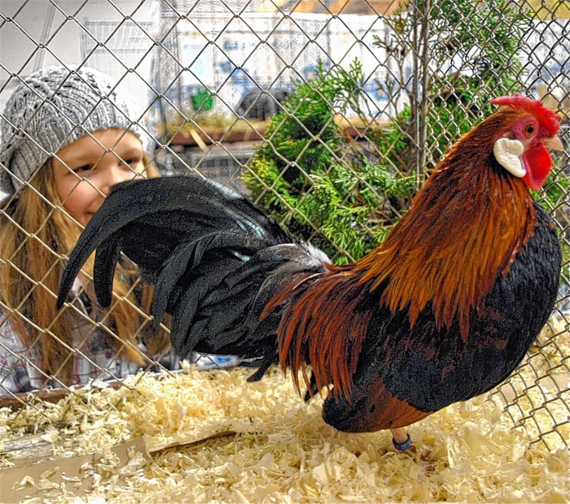 Bei den Züchtern geht die Angst um