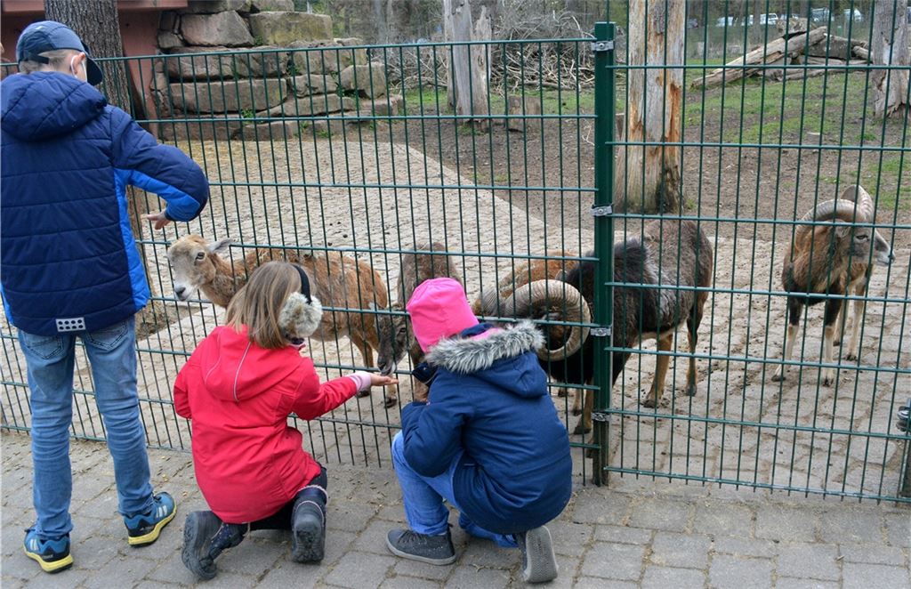 Die Zunge der Tiere kitzelt auf der Handfläche: Noah und Layla füttern die Mufflons, was auch erlaubt ist. Fotos: Stahlfeld (4), privat (1)