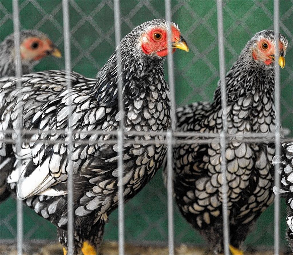 Die Zwerg-Wyandotten von Nick Creyaufmüller können sich mit ihrem fein gezeichneten Federkleid sehen lassen.