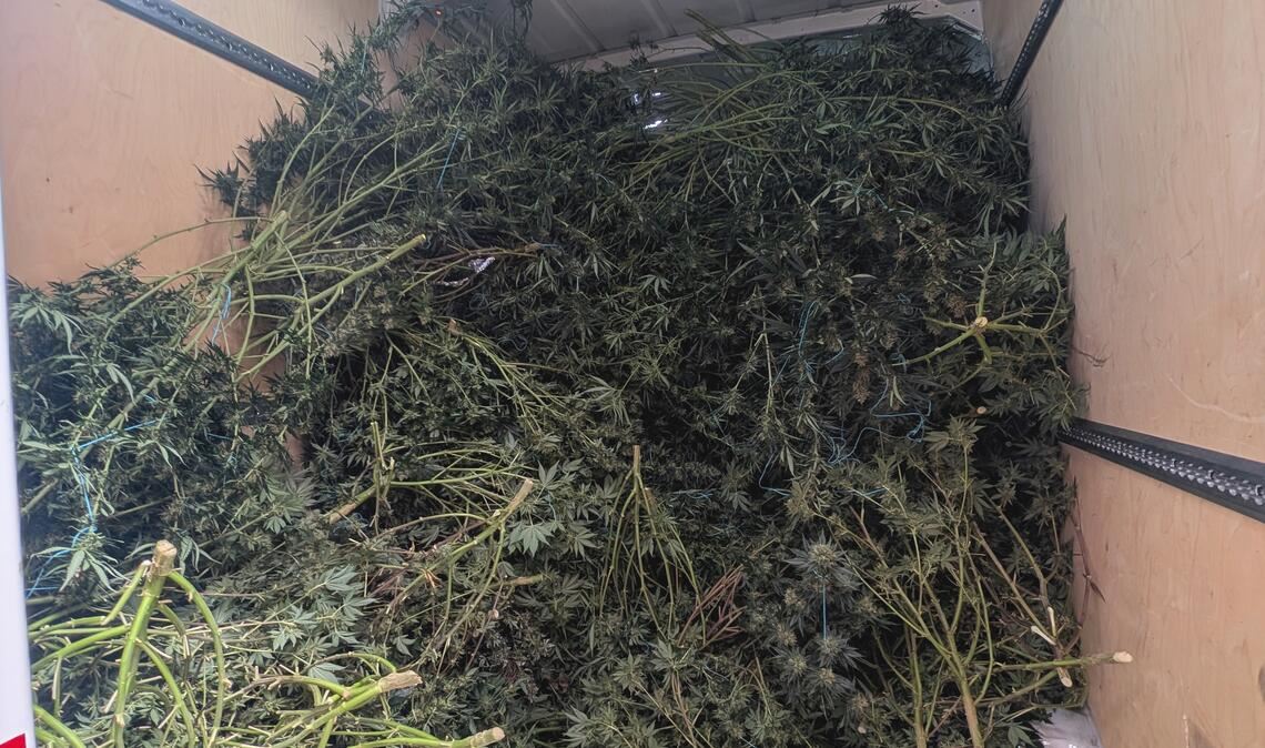 Die abgeschnittenen Pflanzen landen zunächst in einem Transporter. Foto: Myroshnichenko