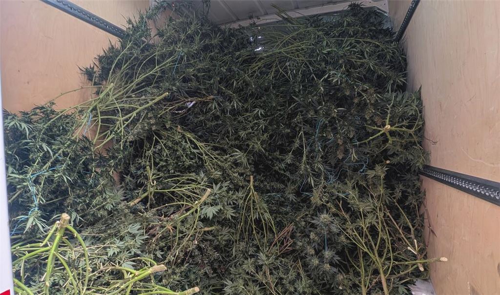 Die abgeschnittenen Pflanzen landen zunächst in einem Transporter. Foto: Myroshnichenko