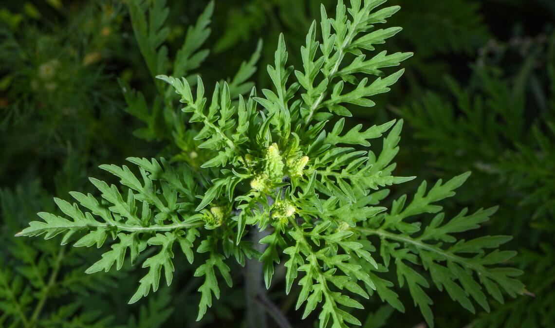 Die allergieauslösende Ambrosia breitet sich weiter aus.