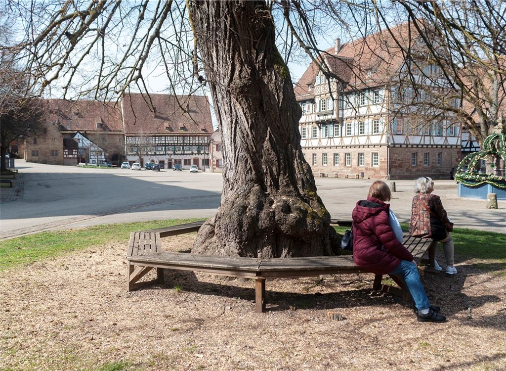 Die alte Linde im Maulbronner Klosterhof braucht lockeren Boden um sich herum. Die Bank wird deshalb bald entfernt. Foto: Fotomoment