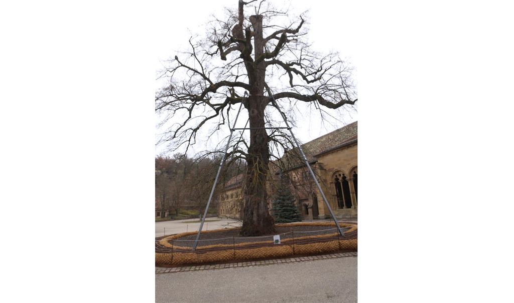 Die alte Linde kann sich über mangelnde Zuwendung nicht beklagen. Foto: Disselhoff