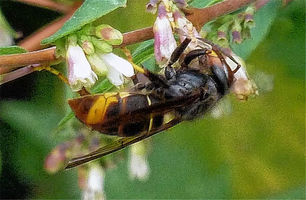 Asiatische Hornisse im Enzkreis gesichtet