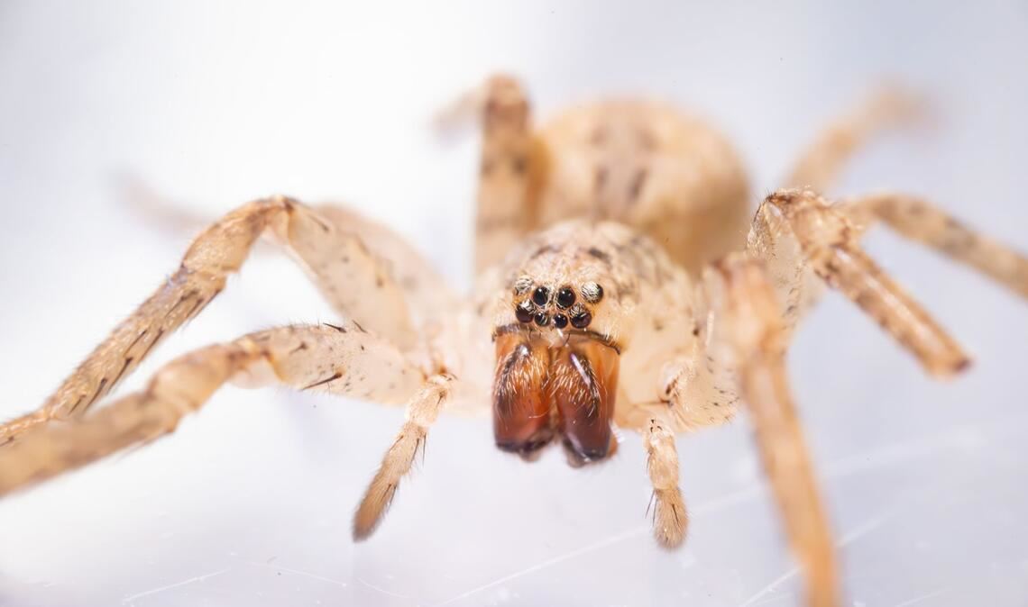 Die aus dem Mittelmeerraum stammende Spinne kommt inzwischen auch in Norddeutschland vor. (Archivbild)