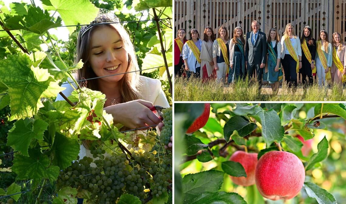 Die badische Weinkönigin macht sich im Weinberg nützlich, aber auch Streuobstwiesen haben längst monarchische Gesichter.