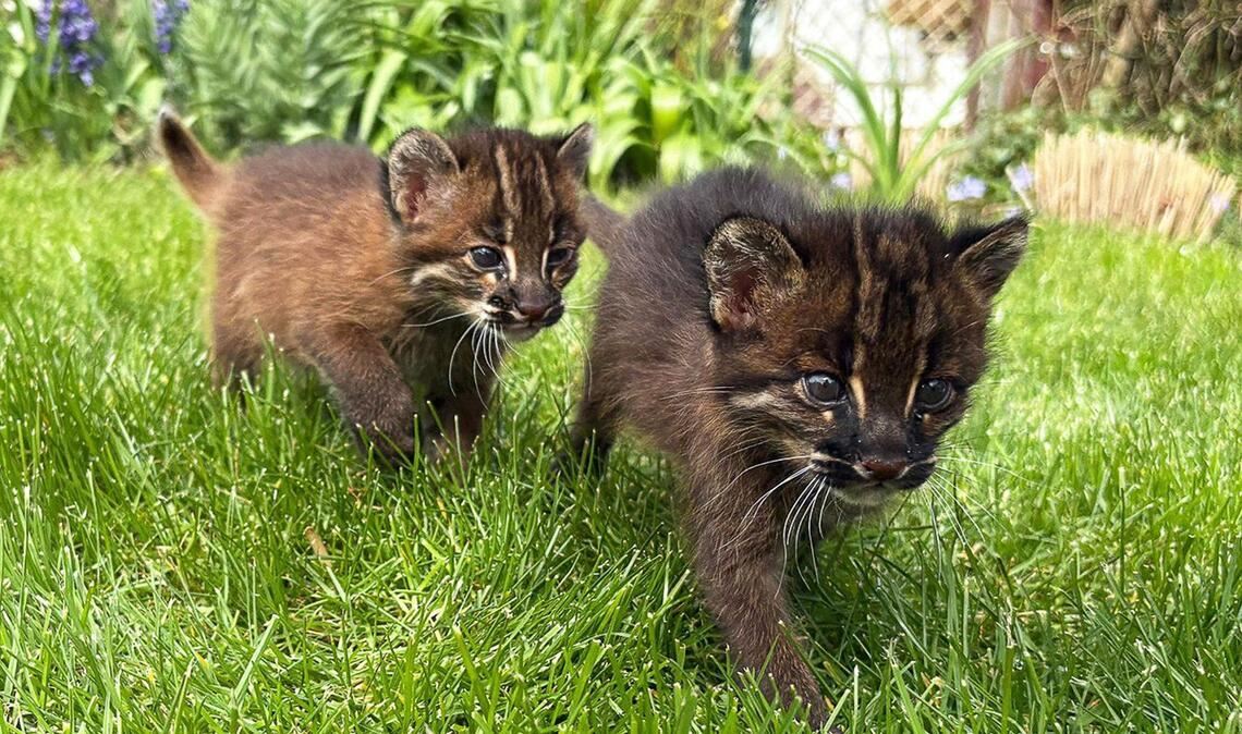 Die beiden Asiatischen Goldkatzen Samin und Mirza in ihrem Gehege im Heidelberger Zoo.