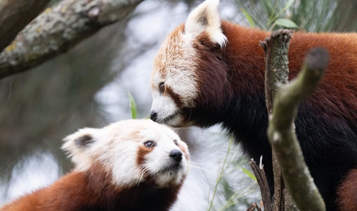 Die beiden Roten Pandas sollen für Nachwuchs im Zoo Dresden sorgen.
