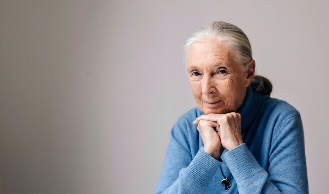 Die berühmte Schimpansenforscherin Jane Goodall ist im Alter von 91 Jahren gestorben. (Archivbild)