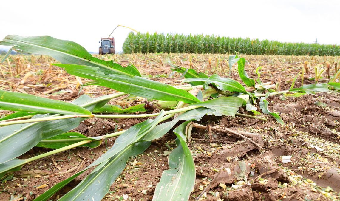 Die besondere Bedeutung der Landwirtschaft für die Region wurde beim Bauerntag betont. Foto: Schüller