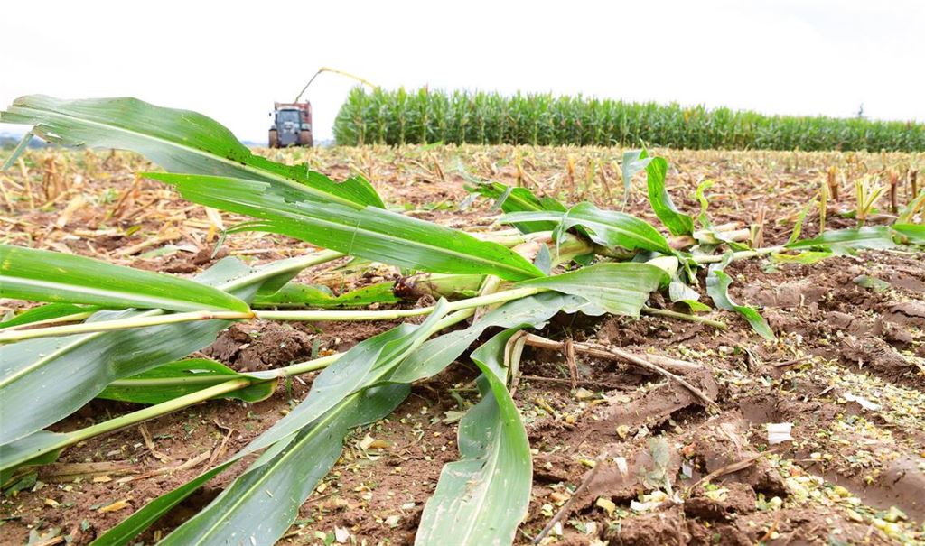 Die besondere Bedeutung der Landwirtschaft für die Region wurde beim Bauerntag betont. Foto: Schüller
