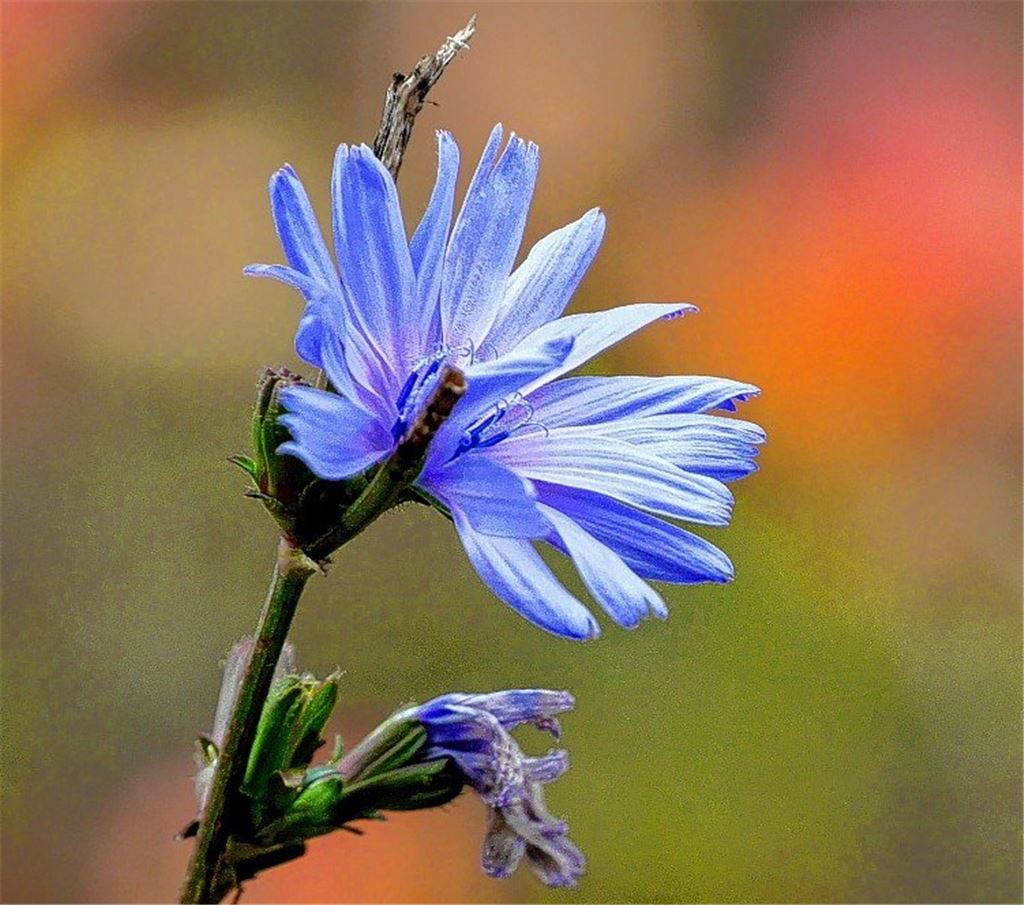 Heilkraut des Jahres