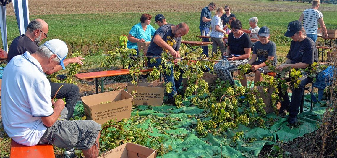 Hopfenernte für das Etterdorfbräu