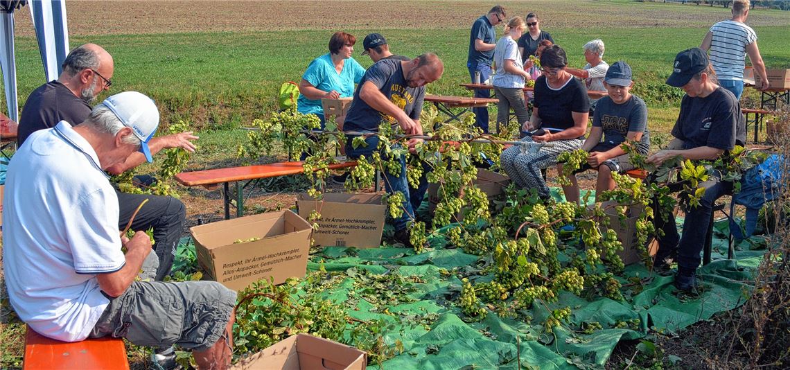Die ehrenamtlichen Helfer zupfen unermüdlich. Dabei ist Aufmerksamkeit gefragt. an den Hopfenzapfen muss mindestens ein halber Zentimeter vom Stiel dranbleiben. Fotos: Stahlfeld