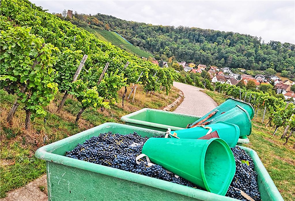 Die ersten Sorten werden seit einigen Tagen auch in Sternenfels gelesen. Hier spricht die Genossenschaft von optimalen Ergebnissen. Britta Kunkel hält zum Spaß schon die ersten Flaschen bereit.