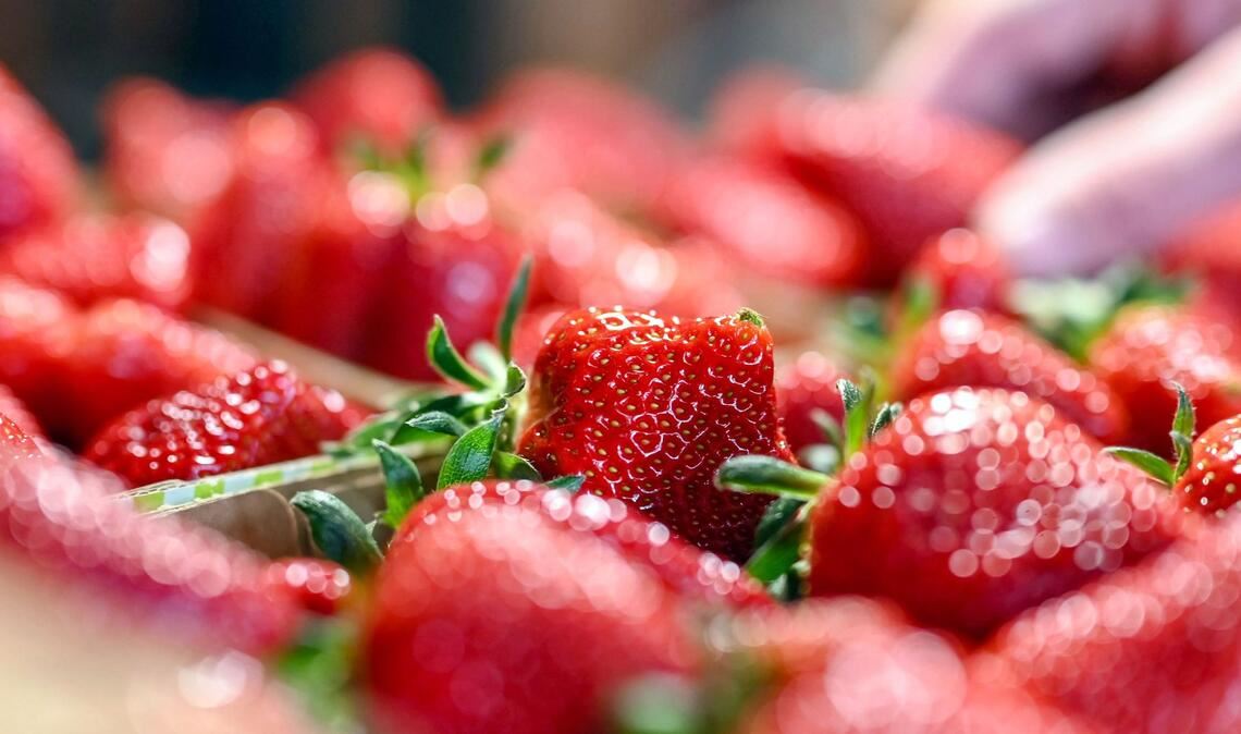 Die ersten heimischen Erdbeeren aus Baden-Württemberg sind reif.