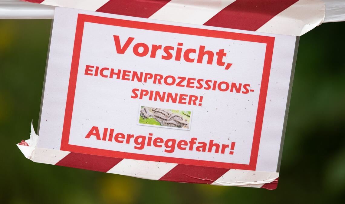 Die feinen und giftigen Haare der Raupe können beim Menschen starke Reaktionen auslösen. (Archivbild)