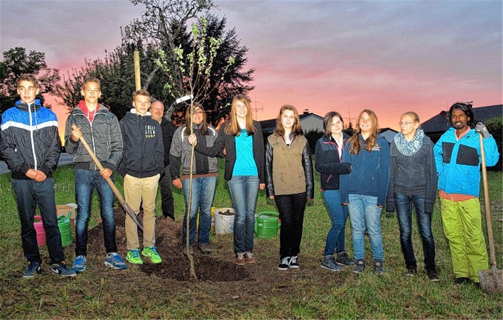 Die frisch gepflanzte Sternrenette soll nahe der Frauenkirche Wurzeln schlagen.