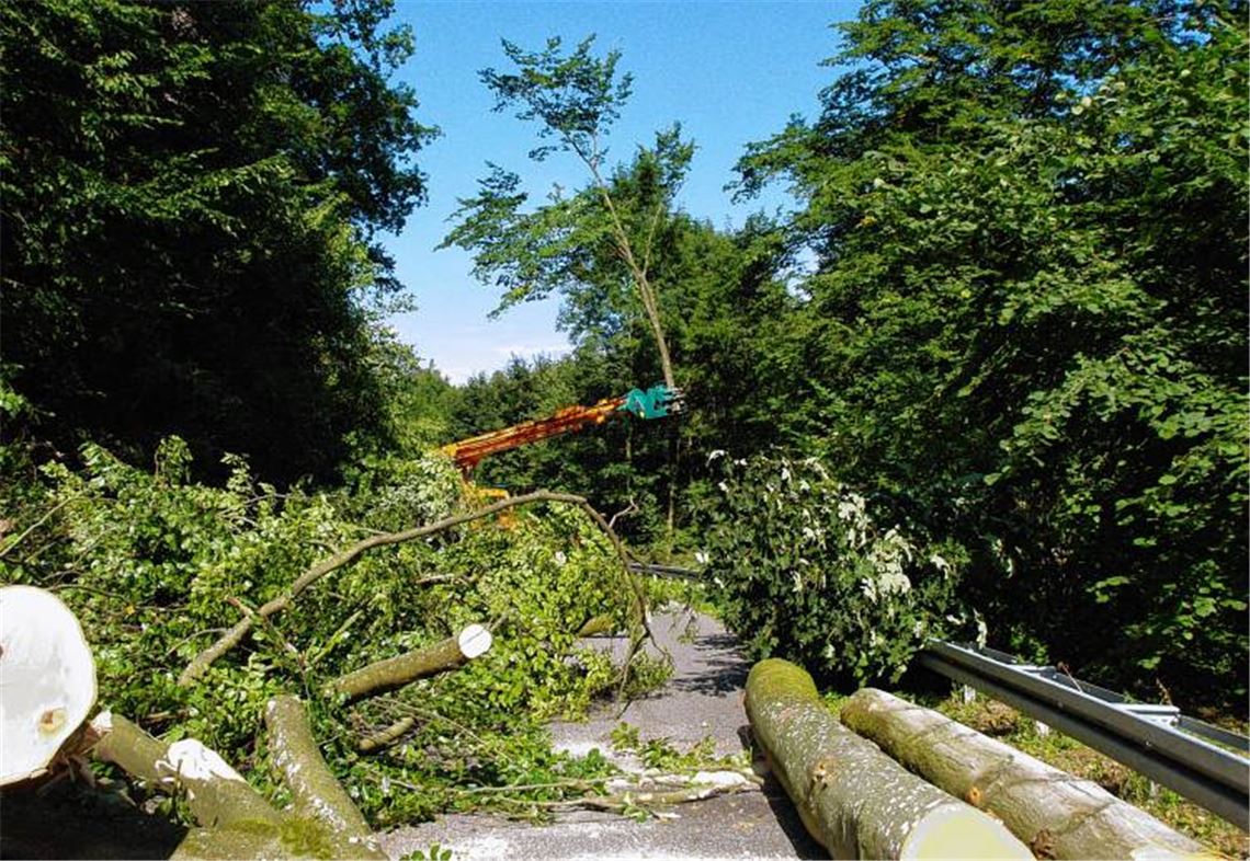 Die gefällten Bäume werden auf der gesperrten Kreisstraße zwischengelagert. Foto: Mahner