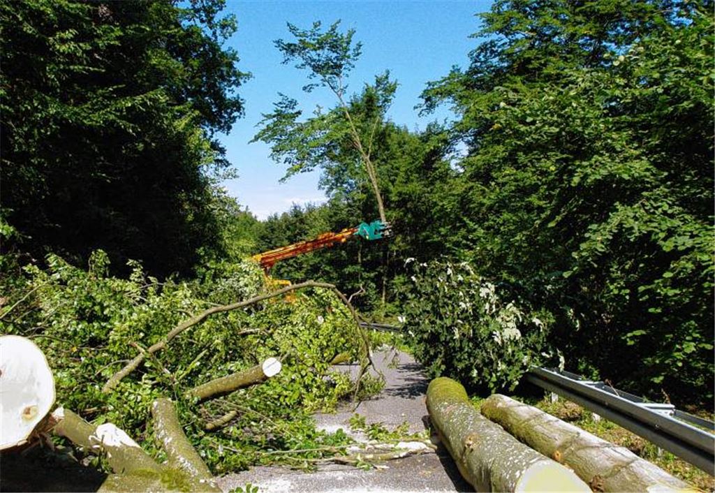 Die gefällten Bäume werden auf der gesperrten Kreisstraße zwischengelagert. Foto: Mahner