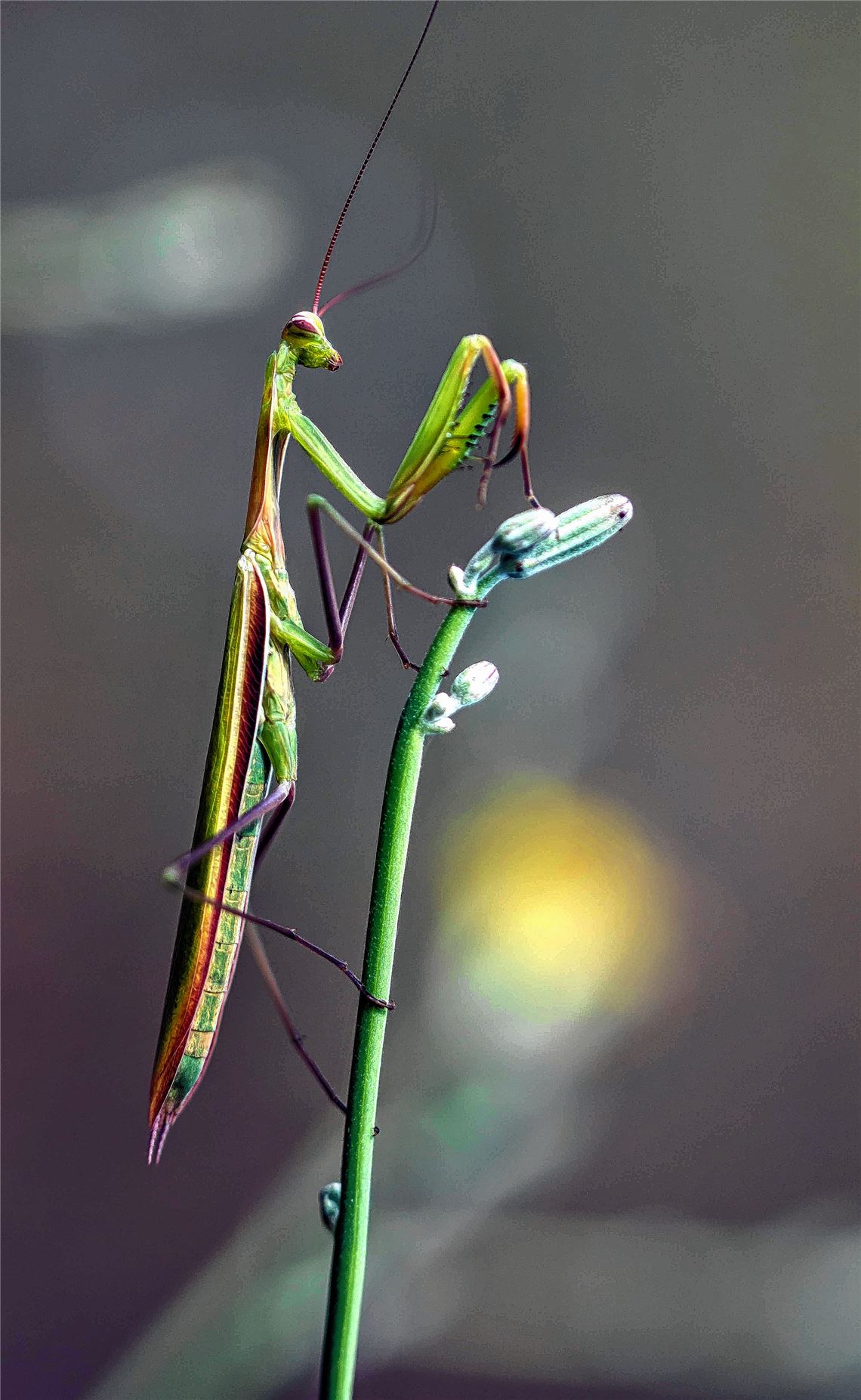 Die „gefalteten“ Fangarme haben der „Gottesanbeterin“ zum Namen verholfen.Lechner