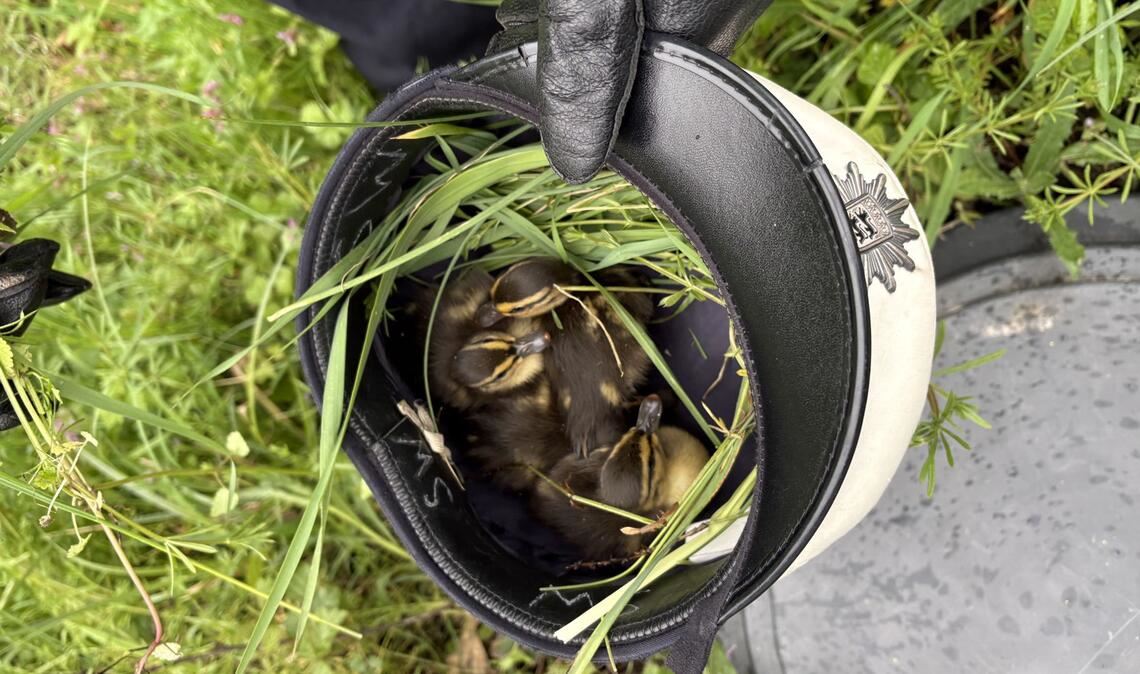 Die geretteten Küken fühlten sich in der mit Gras ausgelegten Dienstmütze sichtlich wohl.